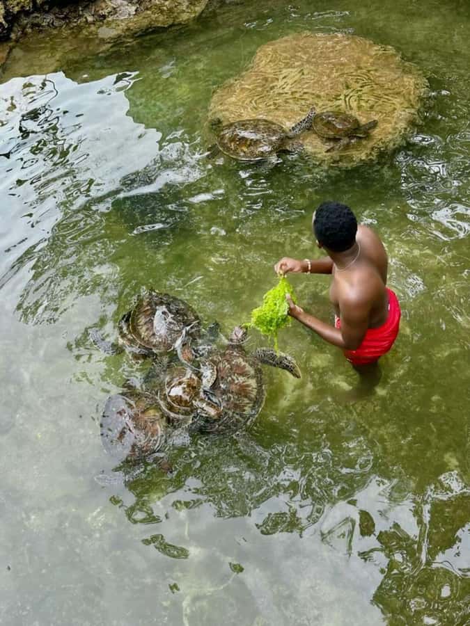 ZANZIBAR: Sea Turtle Swimming & Feeding Experience in NUNGWI - Meeting Nungwi’s rescued sea turtles