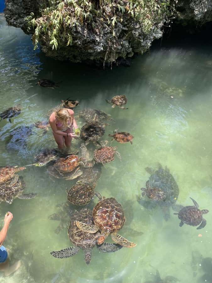 ZANZIBAR: Sea Turtle Swimming & Feeding Experience in NUNGWI - Baraka Aquarium or the Natural Lagoon
