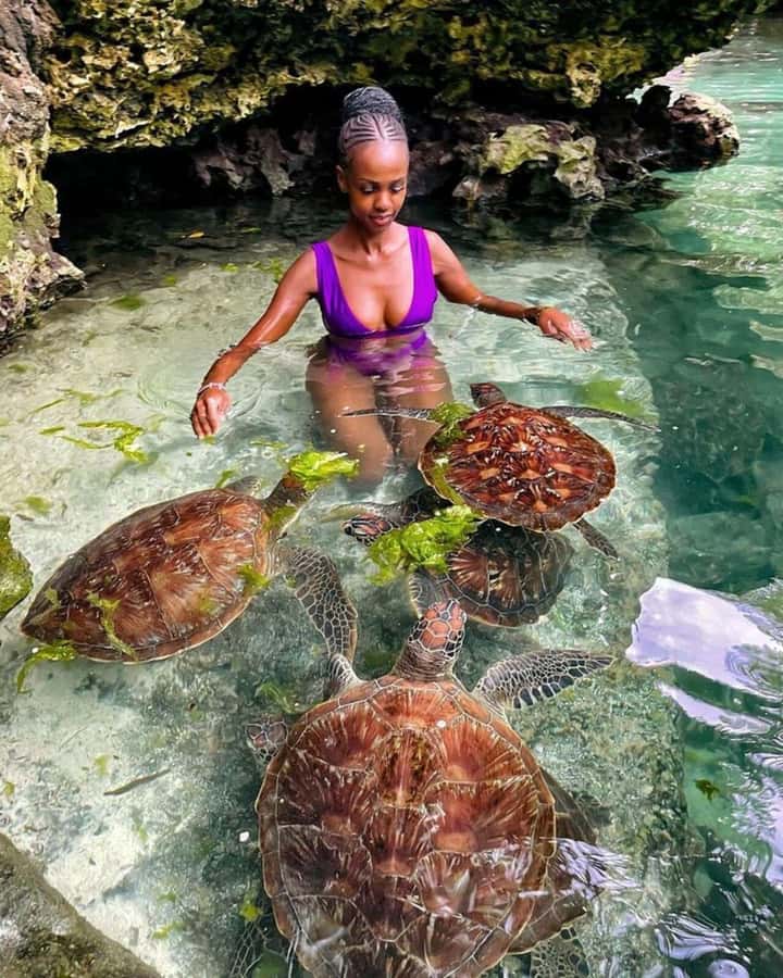 ZANZIBAR: Sea Turtle Swimming & Feeding Experience in NUNGWI - Feeding the turtles without turning it into a circus