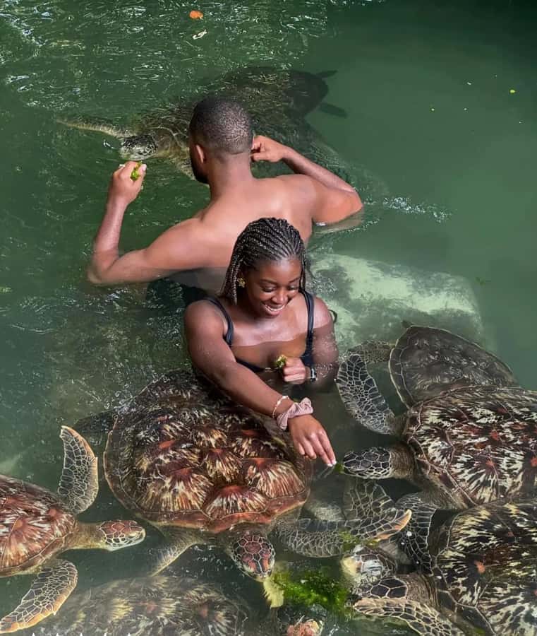 ZANZIBAR: Sea Turtle Swimming & Feeding Experience in NUNGWI - How much value you get for $65