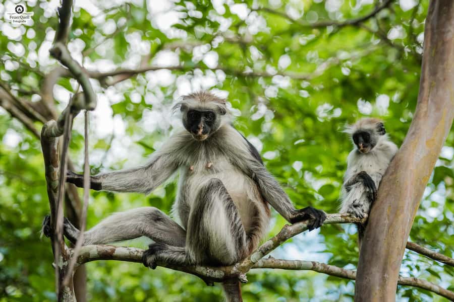 Zanzibar : Secret Beach, Kuza Cave and Jozani with transfer - Three sides of Zanzibar in six hours