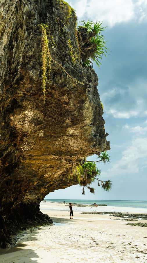 Zanzibar : Secret Beach, Kuza Cave and Jozani with transfer - Jozani Forest and Zanzibar’s red colobus monkeys