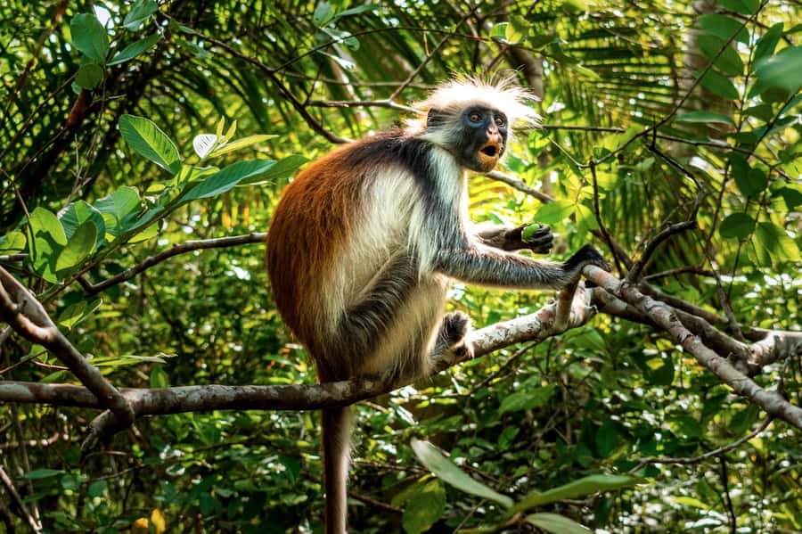 Zanzibar : Secret Beach, Kuza Cave and Jozani with transfer - Is $110 per person a fair price?