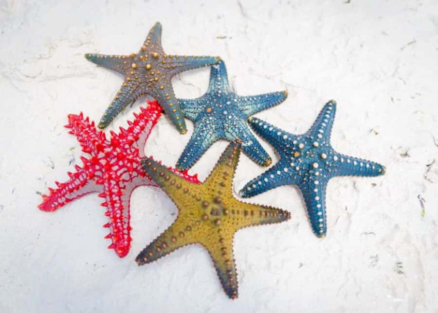 Zanzibar: Snorkeling at blue lagoon & Star fish tour - Key points at a glance