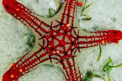 Snorkeling at blue lagoon & Star fish tour
