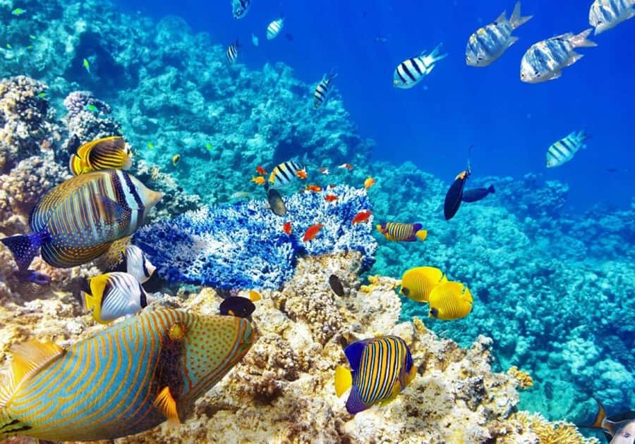 Zanzibar: Snorkeling at blue lagoon & Star fish tour - Starfish Point and the shallow reef
