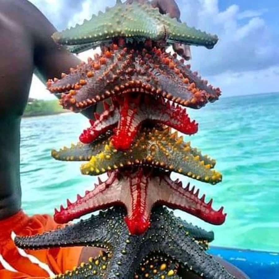 Zanzibar: Snorkeling at blue lagoon & Star fish tour - Fresh fruit between the stops