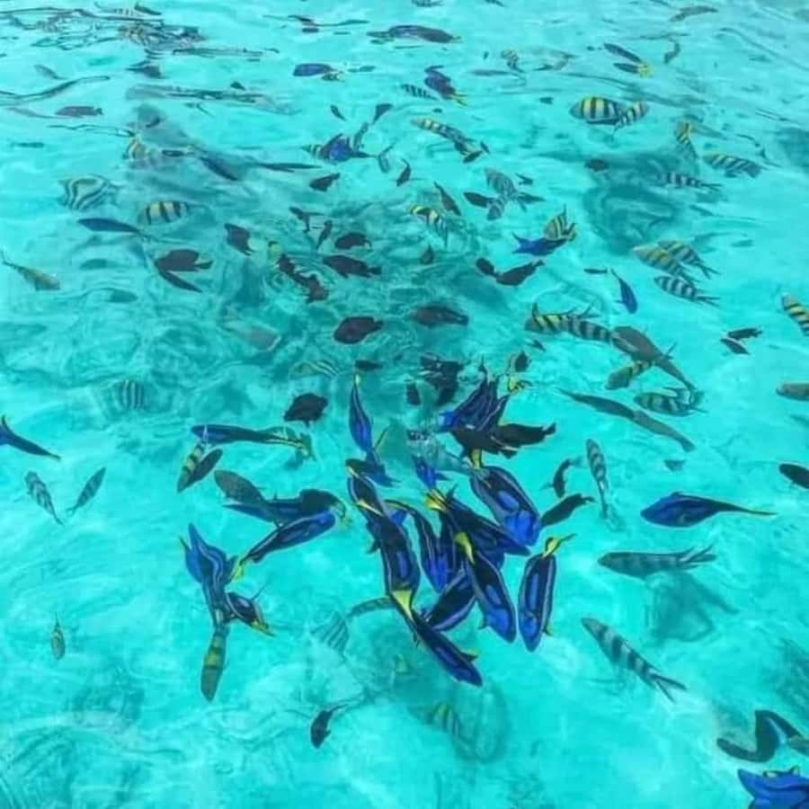Zanzibar: Snorkeling at blue lagoon & Star fish tour - How the private boat changes the day