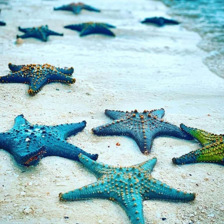 Zanzibar: Snorkeling at blue lagoon & Star fish tour - Communication, guiding, and what to expect