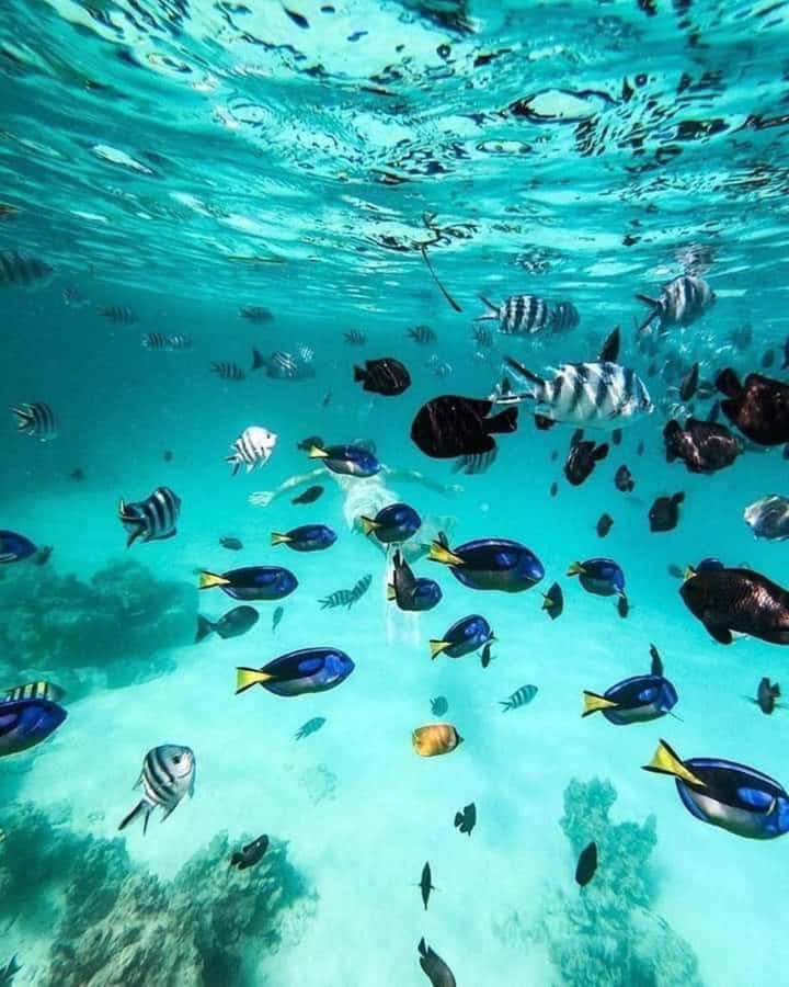 Zanzibar: Snorkeling at blue lagoon & Star fish tour - Tides are the key planning detail