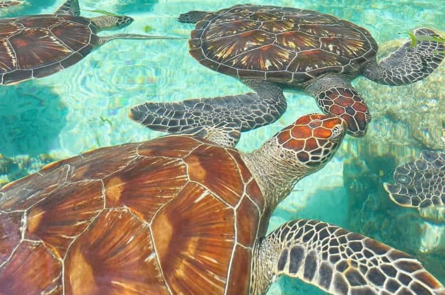 Zanzibar: Spice Farm, Jozani Forest & Sea Turtle Sanctuary - A full day linking three very different sides of Zanzibar