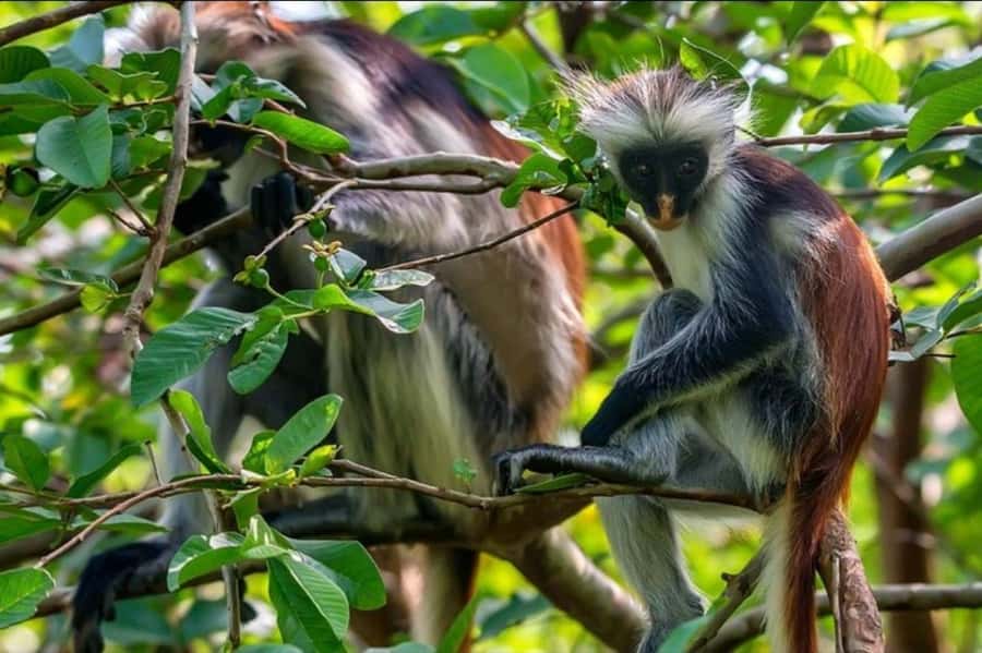 Zanzibar: Spice Farm, Jozani Forest & Sea Turtle Sanctuary - Salaam Cave and the sea turtle encounter