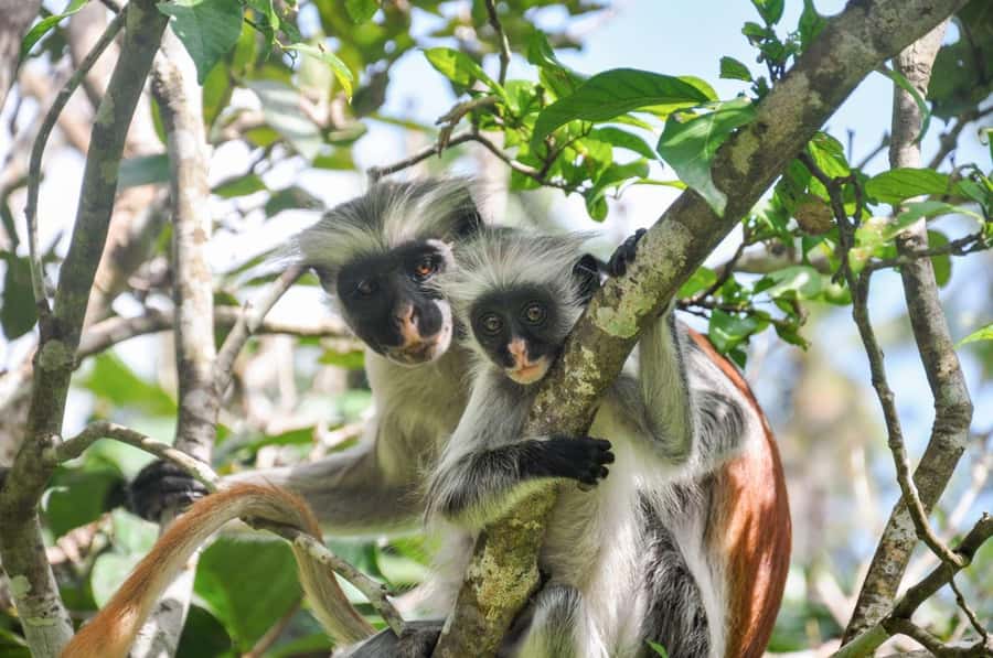 Zanzibar: Spice Farm, Jozani Forest & Sea Turtle Sanctuary - Who will enjoy this tour most?