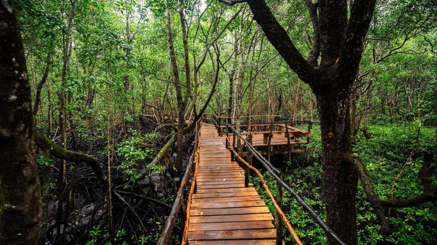 Zanzibar: Spice Farm, Jozani Forest & Sea Turtle Sanctuary - What to bring and how to prepare