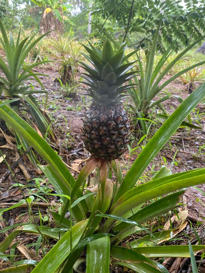 Zanzibar: Spice Farm & Stone Town Tour with Lunch - Key points to know before booking