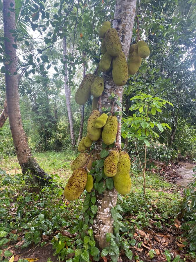 Zanzibar: Spice Farm & Stone Town Tour with Lunch - Why the spice farm is more than a quick photo stop