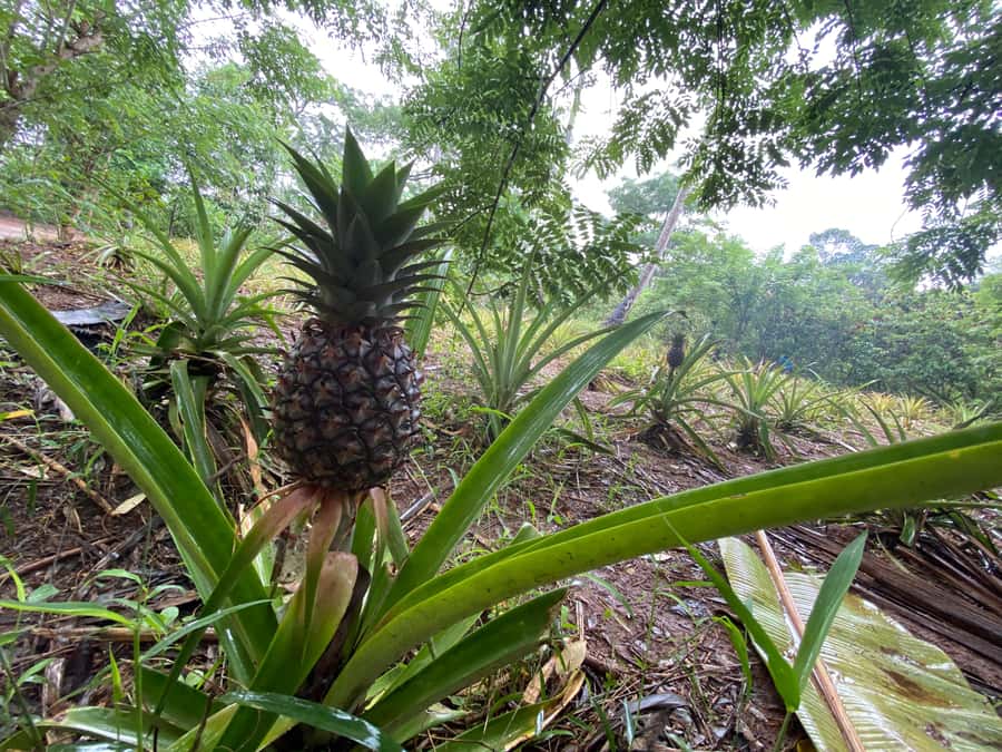 Zanzibar: Spice Farm & Stone Town Tour with Lunch - The guide can shape the whole day