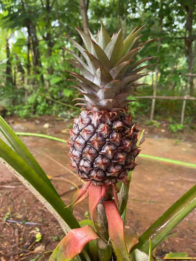 Zanzibar: Spice Farm & Stone Town Tour with Lunch - Lunch at the farm, with a simple local feel
