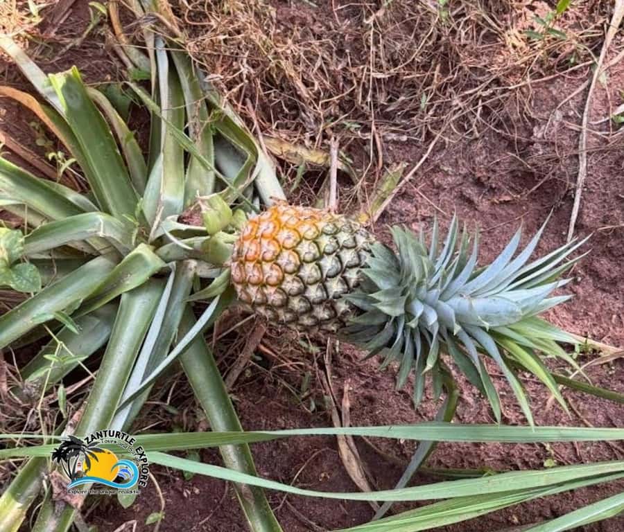 Zanzibar: Spice Farm Tour and Cooking Class with Lunch - Tropical fruit tasting beyond the usual banana