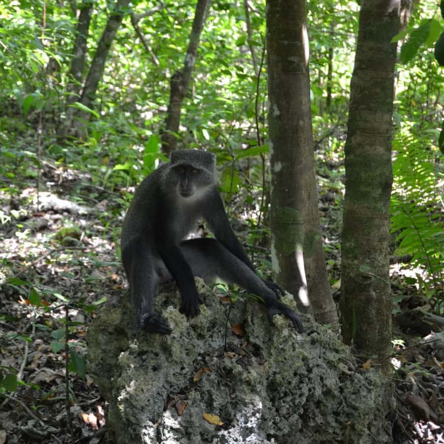 ZANZIBAR: Spice Farm Tour, Jozani Forest & Rock Restaurant - Who will enjoy this Zanzibar day most