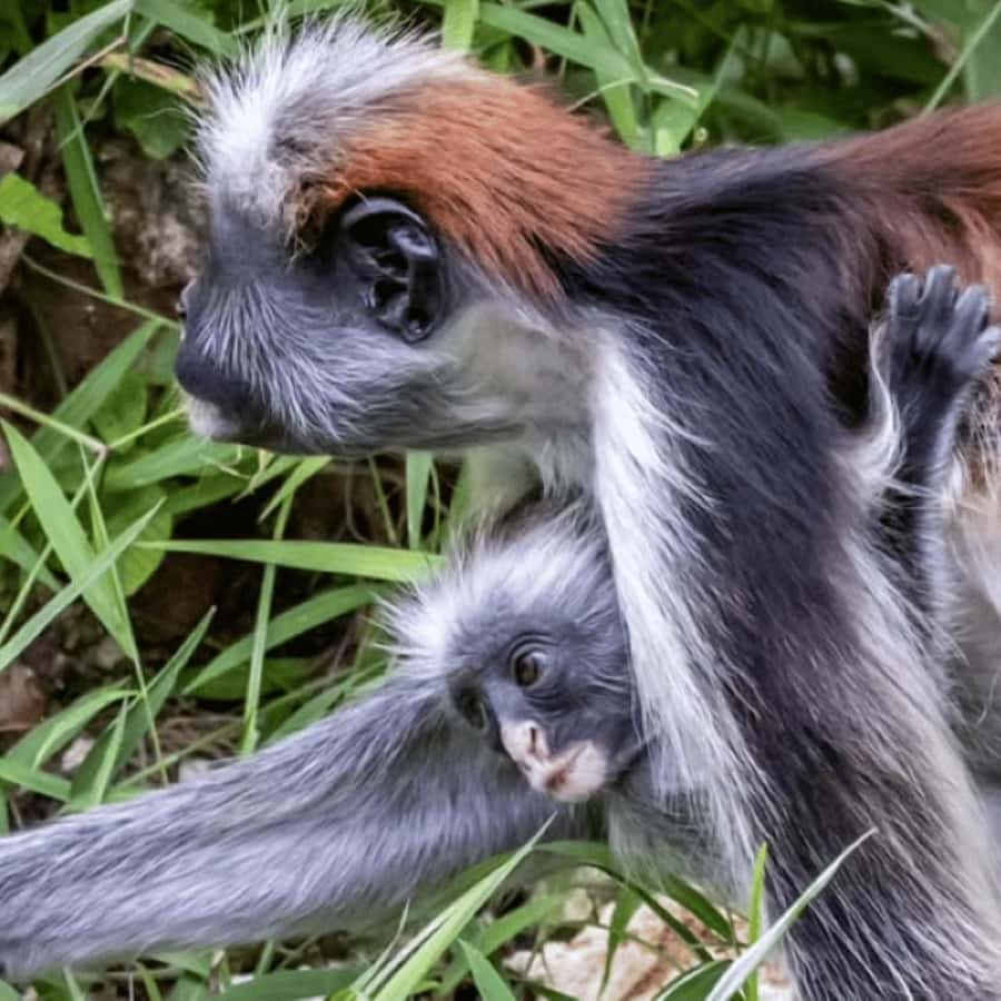 ZANZIBAR: Spice Farm Tour, Jozani Forest & Rock Restaurant - Should you book it?