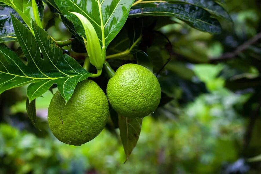 Zanzibar: Spice Farm Tour with Lunch & Tropical Fruits - Lunch turns the walk into a full outing