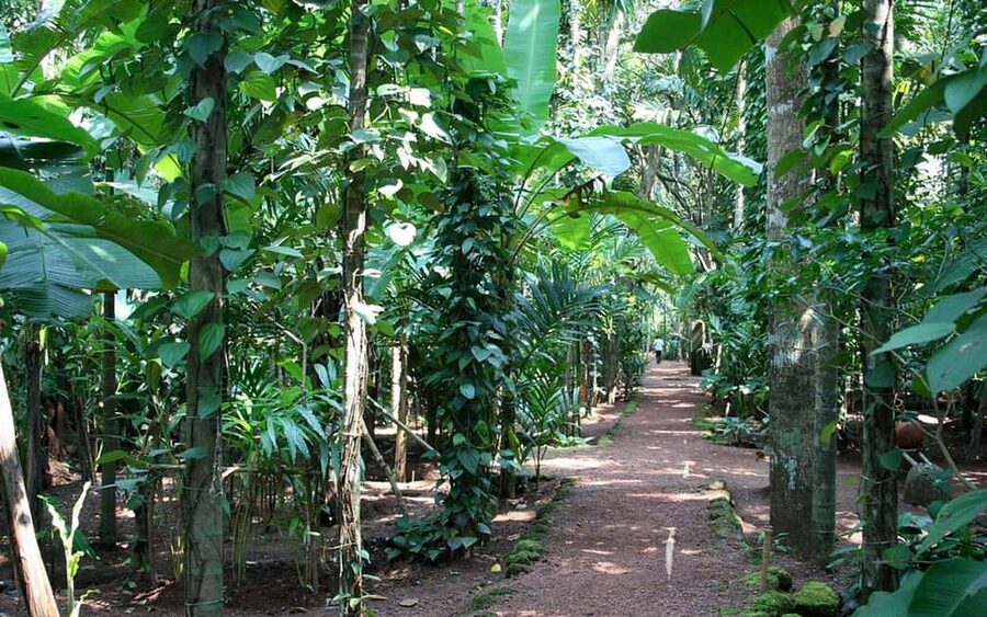 Zanzibar: Spice Farm Tour with Lunch & Tropical Fruits - The farm shop and what to buy