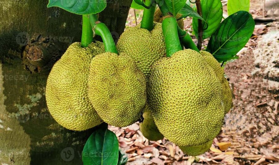 Zanzibar: Spice Farm Tour with Lunch & Tropical Fruits - Who will enjoy this plantation visit