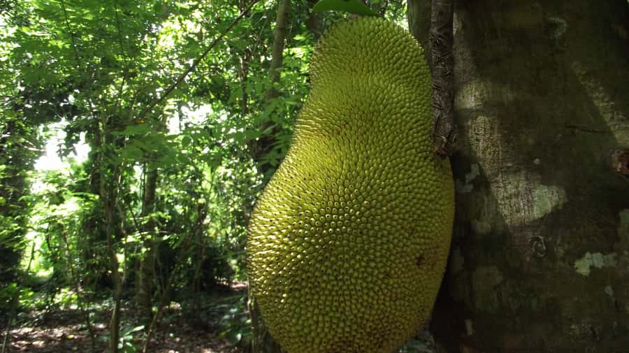 Zanzibar: Spice Farm Tour with Traditional Cooking Lesson - Key points at a glance