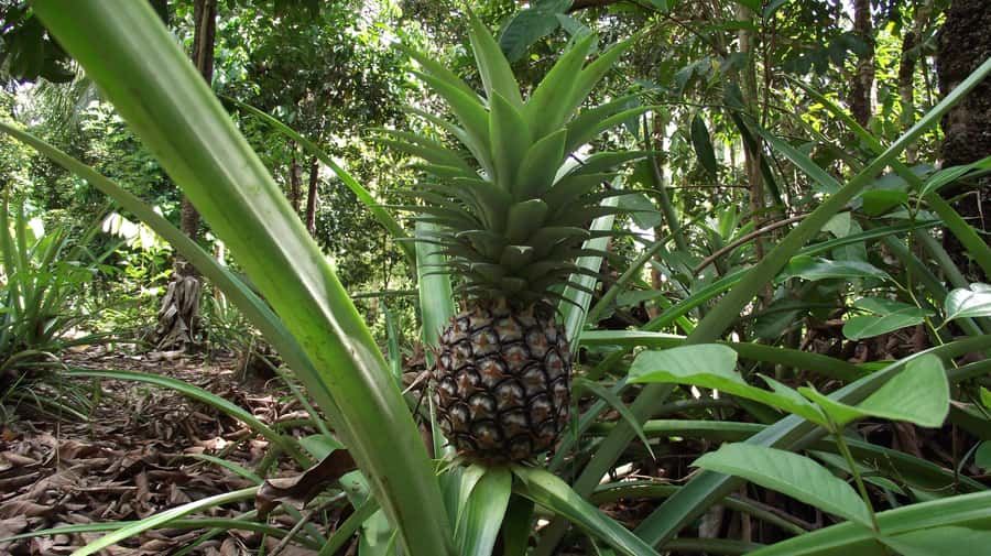 Zanzibar: Spice Farm Tour with Traditional Cooking Lesson - From cassava leaves to coconut milk