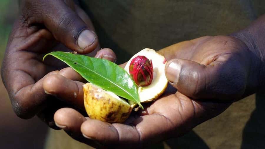 Zanzibar: Spice farm tour with Zanzibar fruits tasting - Tropical fruit tasting at the farm