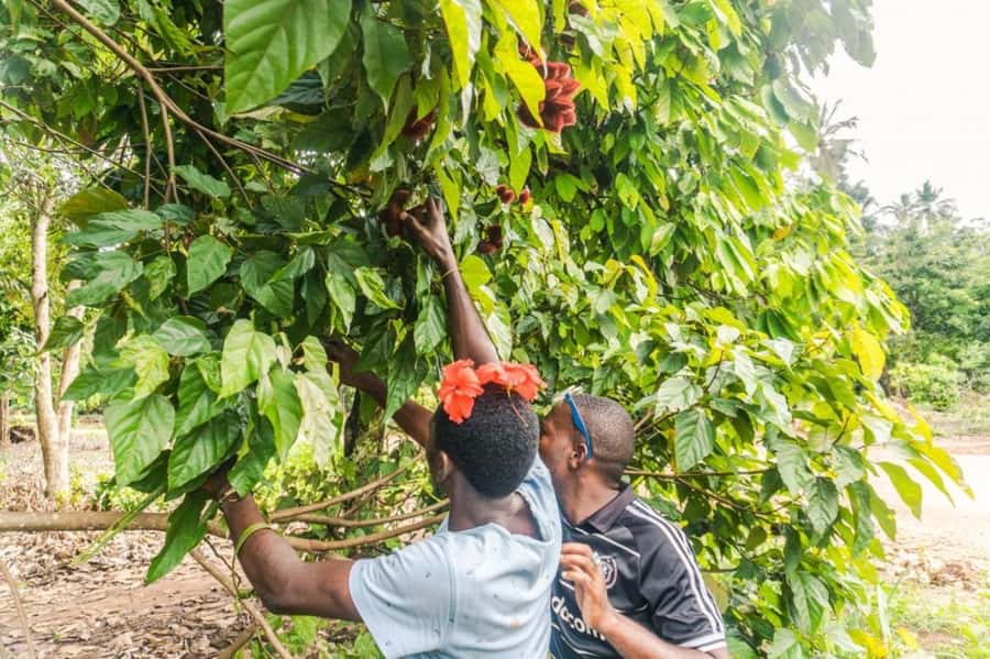 Zanzibar: Spice farm tour with Zanzibar fruits tasting - Meeting at the People’s Palace Museum