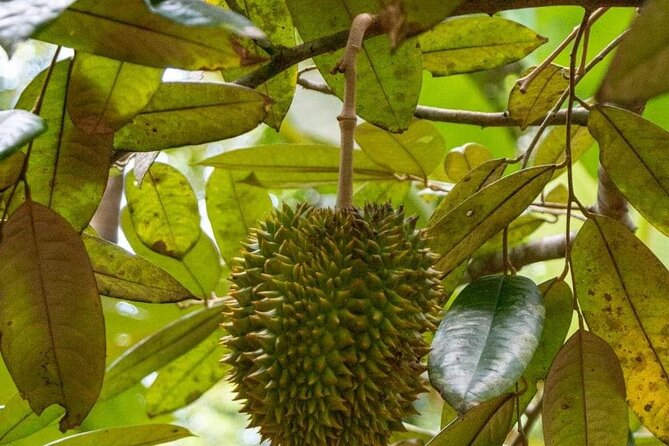 Zanzibar Spice Tour - Smelling, touching, and learning the plants