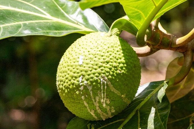 Zanzibar Spice Tour - How the guides shape the experience