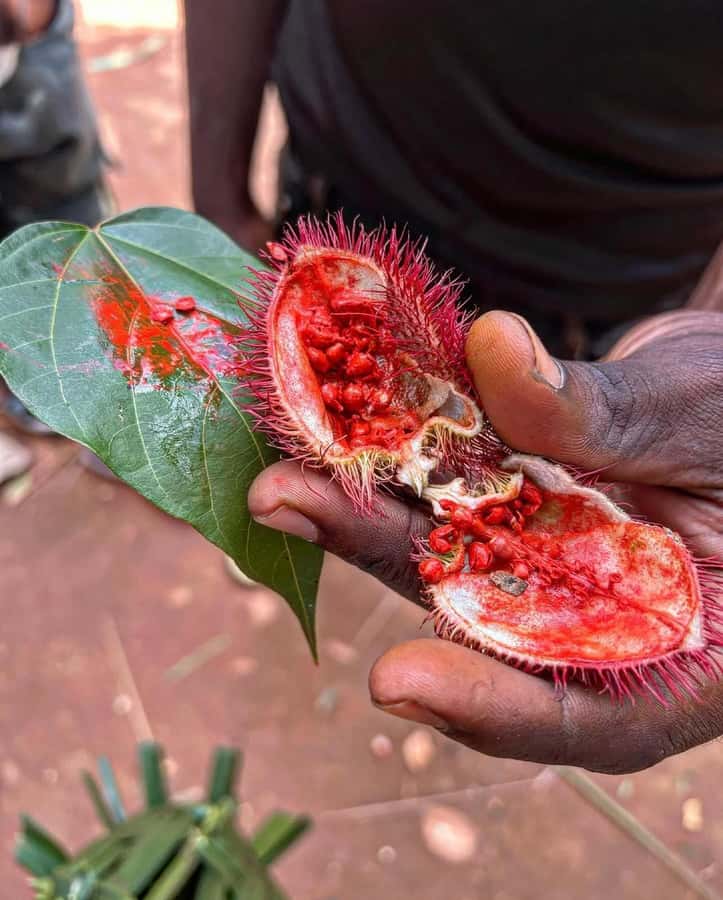 Zanzibar Spice Tour &Cooking Class with Lunch Pickup Include - Harvesting Ingredients for Local Cooking