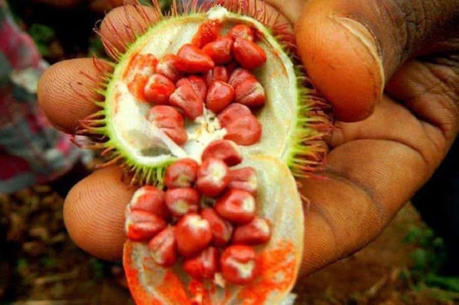 Zanzibar: Spice Tour, Stone Town tour & Prison Island - The guide can shape the day more than the brochure can