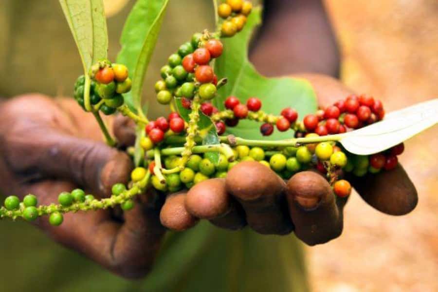 Zanzibar: Spice Tour, Stone Town tour & Prison Island - At the spice farm, Zanzibar becomes a tasting lesson