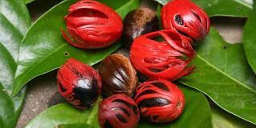 Zanzibar: Spice Tour & Stone Town Walking Tour - From tropical plants to Stone Town streets