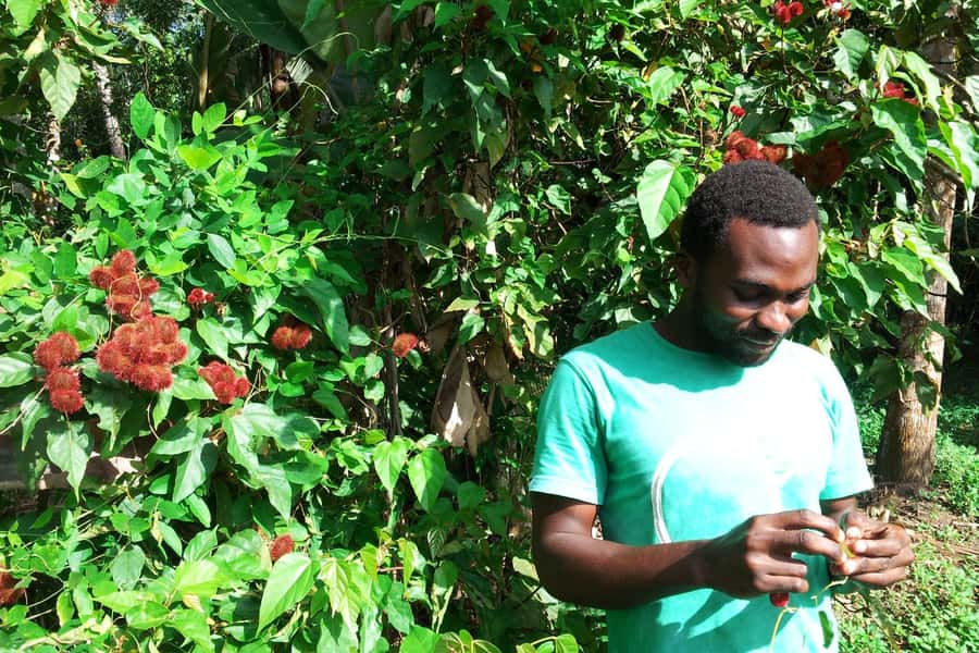 Zanzibar: Stone Town City Tour and Spice Farm with Lunch - Key points to know before you go