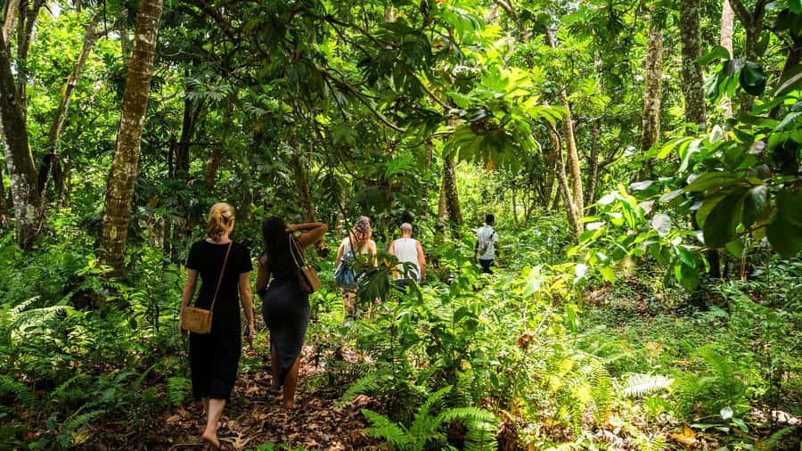 Zanzibar: Stone Town, History and Jozani Forest Guided Tour - Jozani Forest and the Red Colobus monkeys