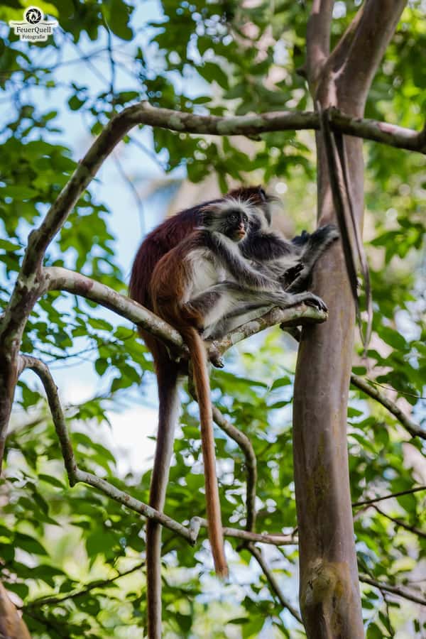 Zanzibar: Stone Town, History and Jozani Forest Guided Tour - What $95 per person really buys