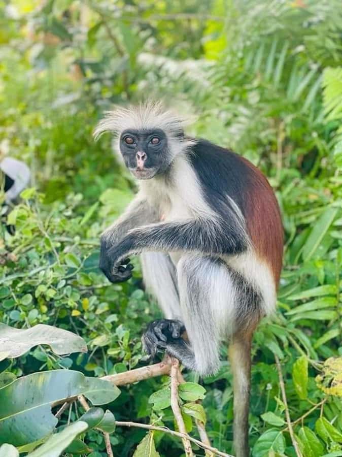 Zanzibar: Stone town Insights & Jozani forest Exploration - Key points at a glance