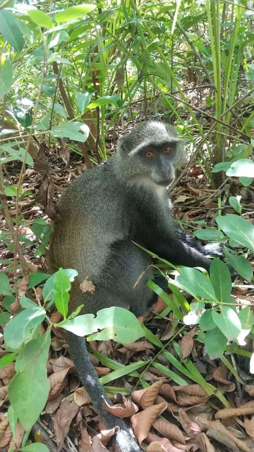Zanzibar: Stone town Insights & Jozani forest Exploration - Learning how the mangroves grow