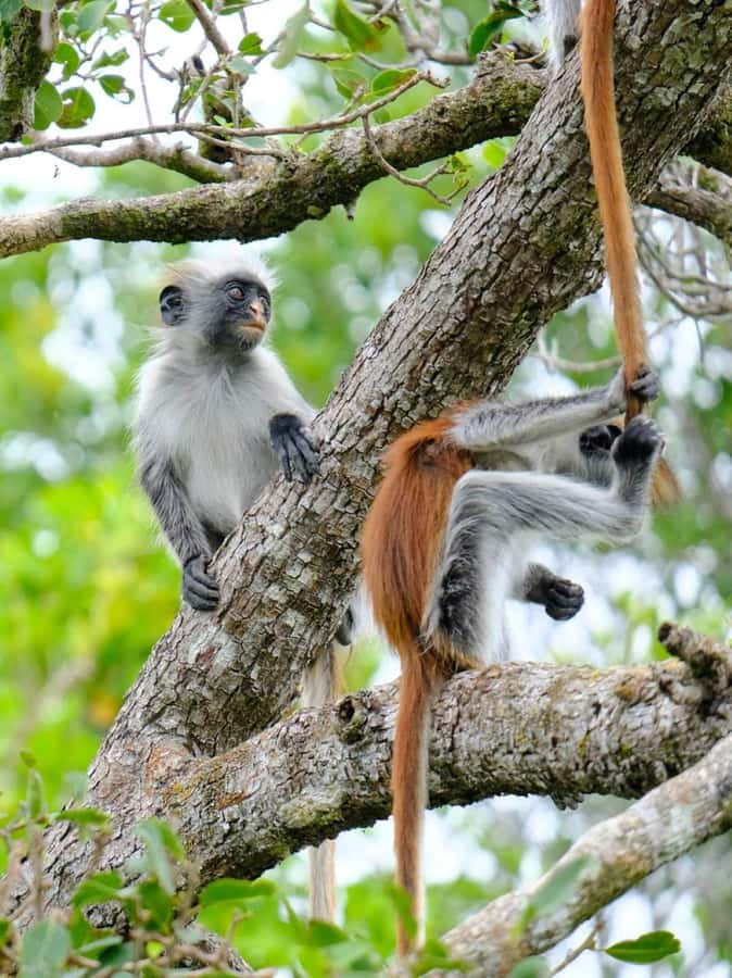 Zanzibar: Stone town Insights & Jozani forest Exploration - House of Wonders and the Old Fort