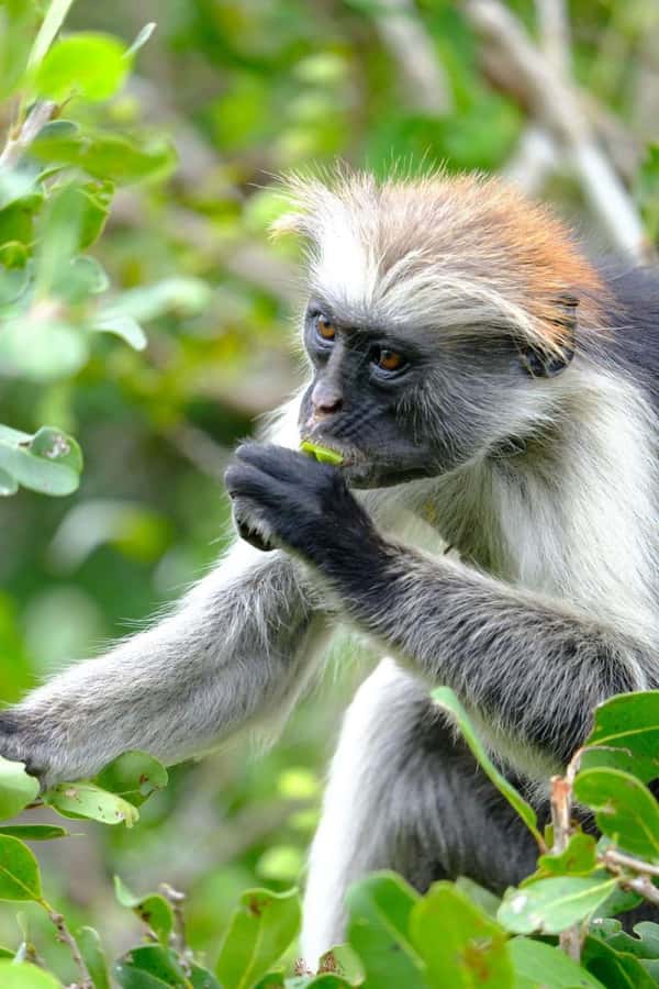 Zanzibar: Stone town Insights & Jozani forest Exploration - What a private group changes