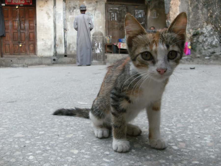 Zanzibar: Stone Town & Spice Farm Tour with Lunch - Who will get the most from this outing