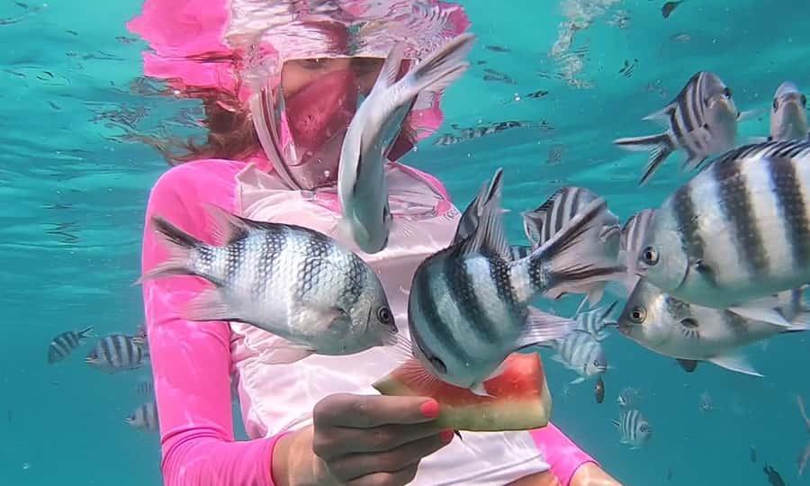 Zanzibar : Swim with dolphin + Snorkel mnemba coral Reef - What the reef offers, and what it cannot promise