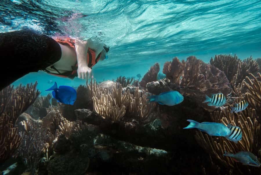 Zanzibar : Swim with dolphin + Snorkel mnemba coral Reef - Snorkeling around an island you cannot visit