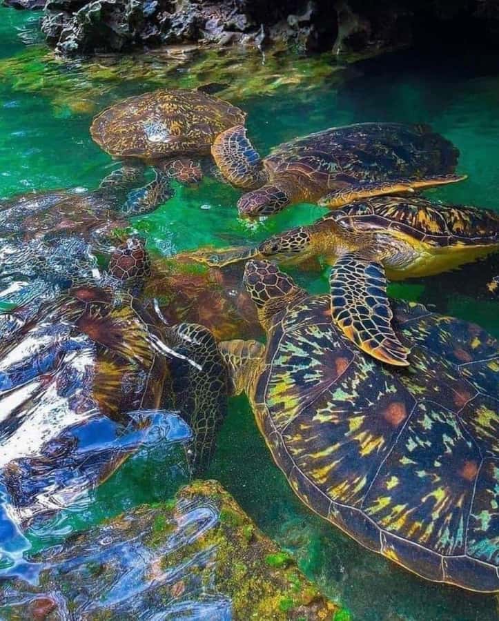 Zanzibar: Swim with Sea Turtles at Baraka or Salaam Aquarium - Key points to know before you book