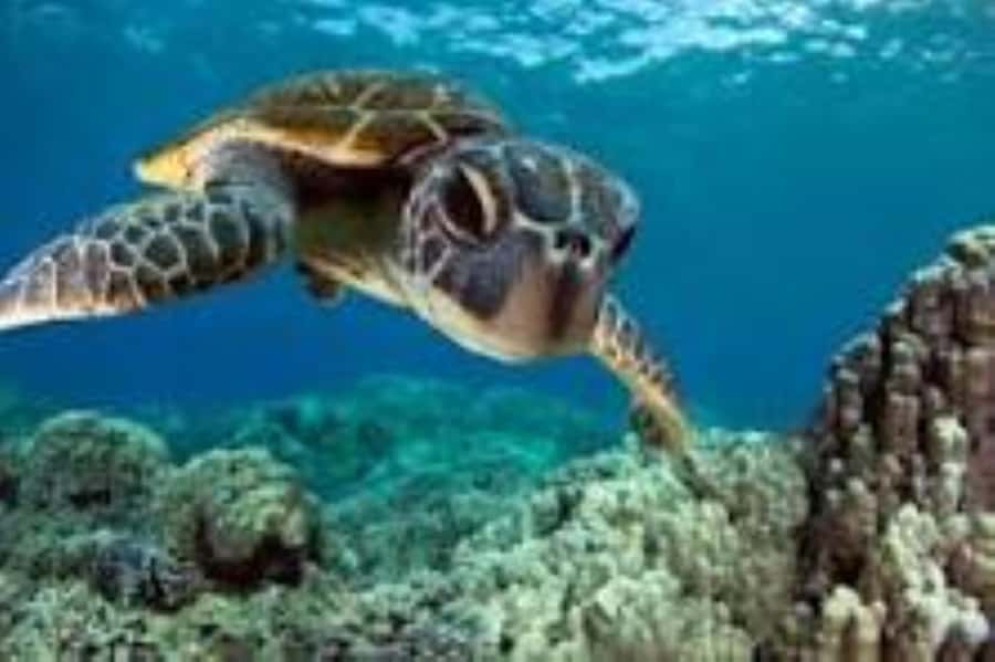 Zanzibar: Swim with Sea Turtles at Baraka or Salaam Aquarium - Swimming with Zanzibar’s sea turtles